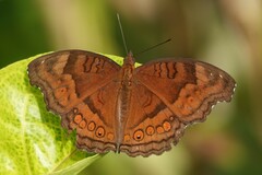 Junonia hedonia