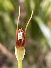 Pterostylis erecta