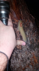 Triboniophorus graeffei