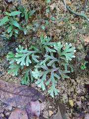 Selaginella
