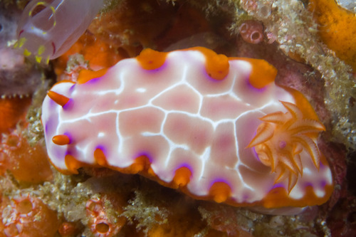 Hypselodoris iacula