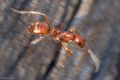 Polyergus mexicanus