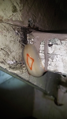 Triboniophorus graeffei