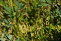 Carex pauciflora