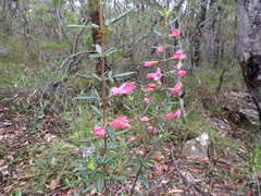 Boronia ledifolia