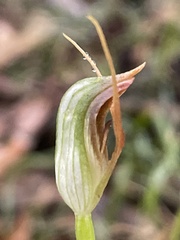 Pterostylis oblonga