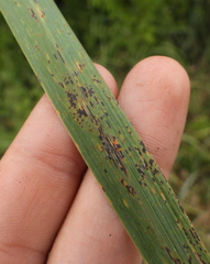 Puccinia