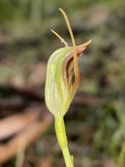 Pterostylis oblonga