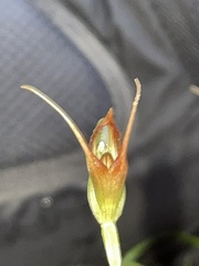 Pterostylis oblonga