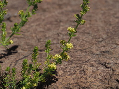 Galium capense