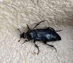 Nicrophorus humator