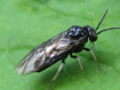 Birka