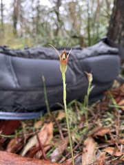 Pterostylis oblonga