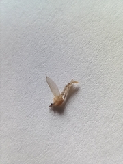 Phlebotominae