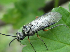 Dolerus puncticollis