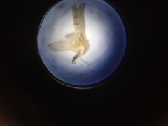 Phlebotominae