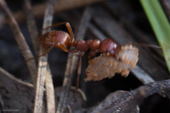 Polyergus mexicanus