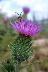 Halictus scabiosae