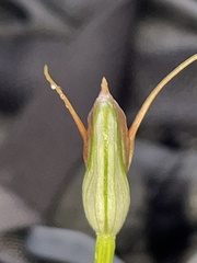 Pterostylis oblonga