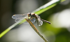 Sympetrum striolatum
