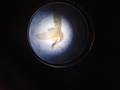 Phlebotominae