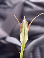 Pterostylis oblonga