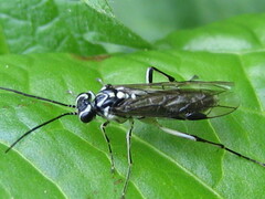 Pachyprotasis rapae