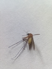 Aedes vexans
