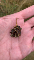 Andricus quercuscalicis