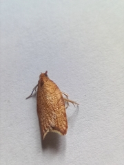 Acleris rhombana