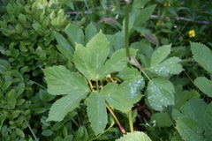Peucedanum ostruthium