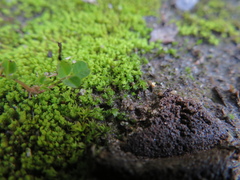 Fissidens
