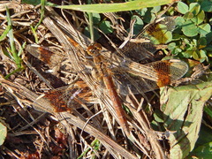 Sympetrum pedemontanum