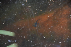 Ichthyosaura alpestris