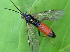 Tenthredopsis