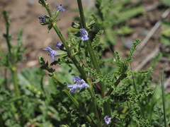 Salvia stenophylla