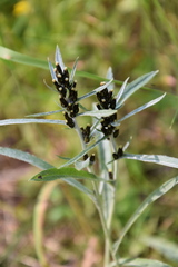 Omalotheca norvegica