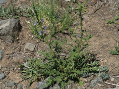 Salvia stenophylla