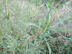 Salix viminalis