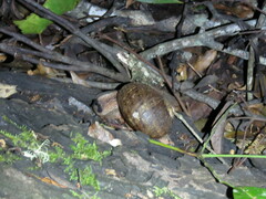 Hedleyella falconeri