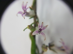 Cyphia crenata crenata