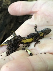 Triturus cristatus
