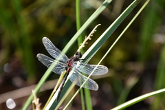 Leucorrhinia dubia