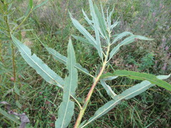 Salix viminalis
