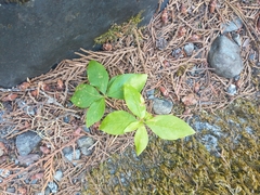 Lysimachia latifolia