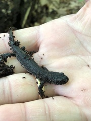 Triturus cristatus