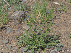 Salvia stenophylla