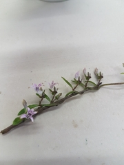 Cyphia crenata crenata