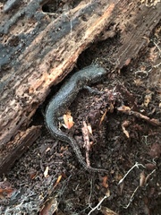 Triturus cristatus