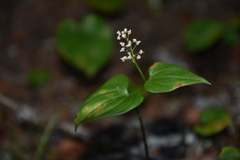 Maianthemum bifolium